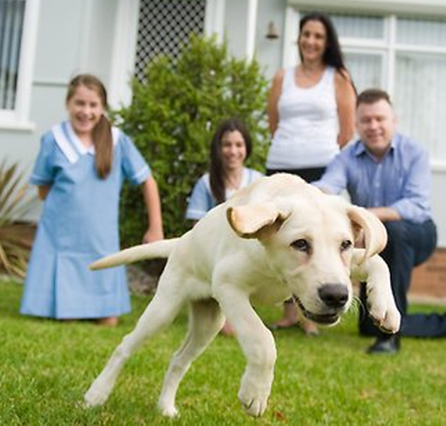 Family-Fostering-Yellow-Lab-Puppy-Nancy-A-Future-Guide-Dog1.png