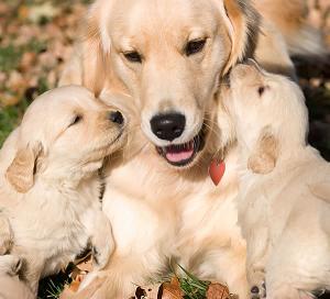golden-retriever-dog-family-with-puppies.jpg