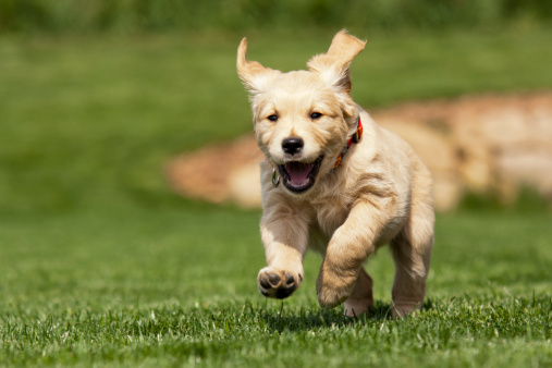 Golden-retriever-puppy-elated-runnind