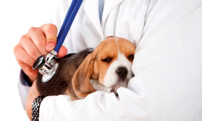 perro-enfermo-en-veterinario-1 - copia